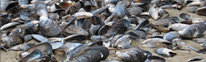 SHELLS ON BEACH